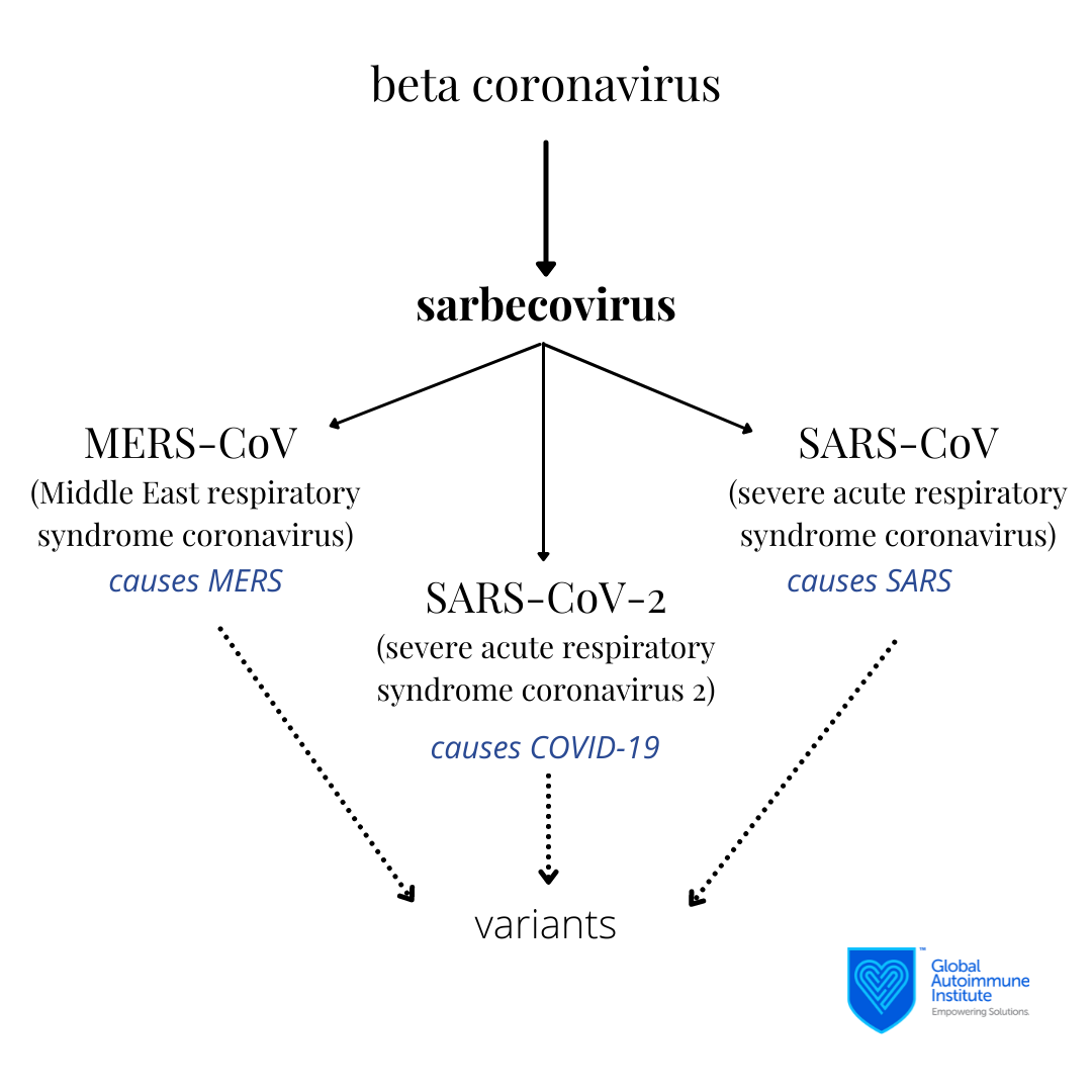 Chart depicting relation between the coronavirus, sarbecovirus, and SARS-CoV-2